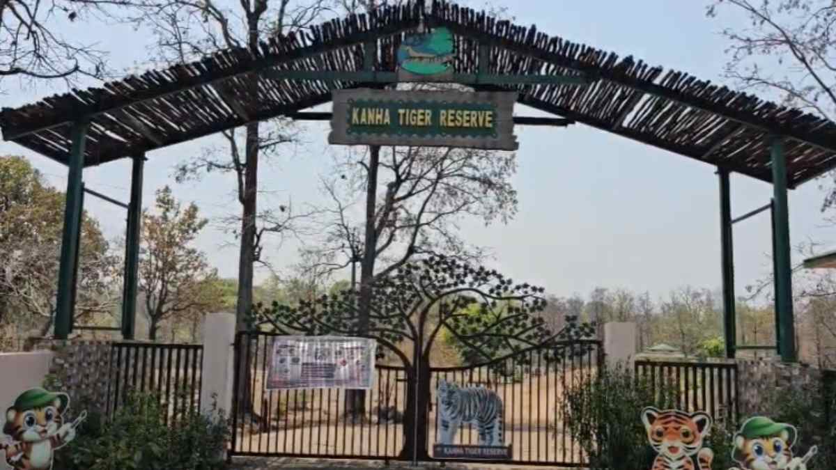 बाघों का ‘काल’ बना कान्हा टाइगर रिजर्व! 3 बाघों के बाद अब बाघिन की मौत, 8 दिन में 4 Tiger की गई जान