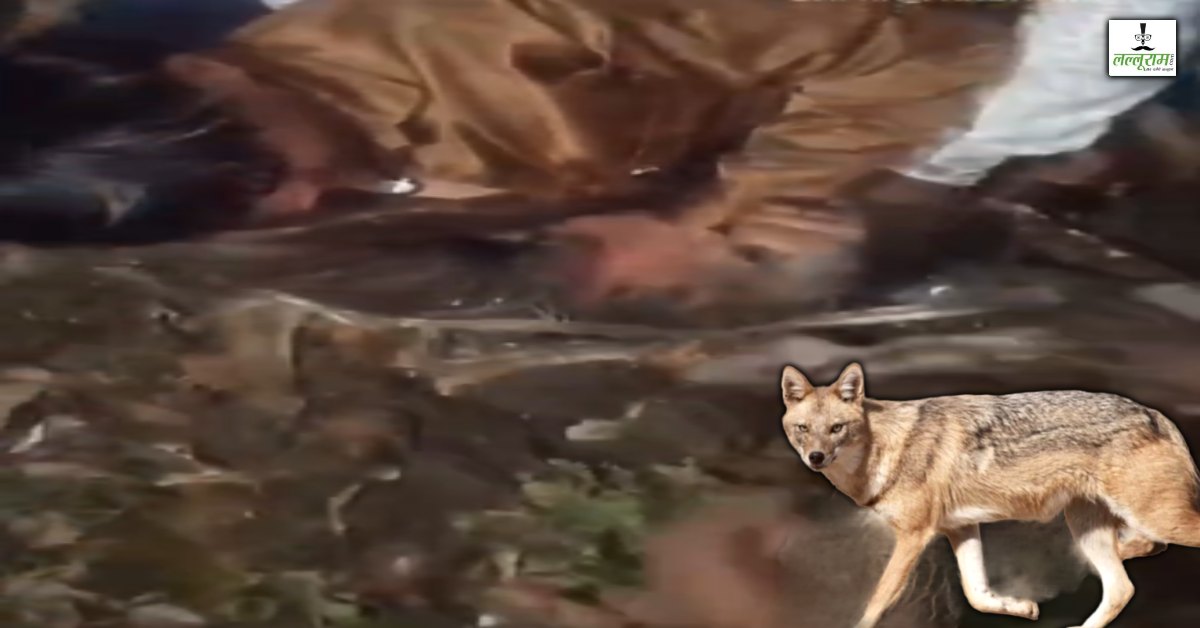 हमला करने आए भेड़िए को युवक ने दबोचा: शरीर के नीचे दबाकर लड़ता रहा, कई घंटे तक चली जिदंगी बचाने की जंग