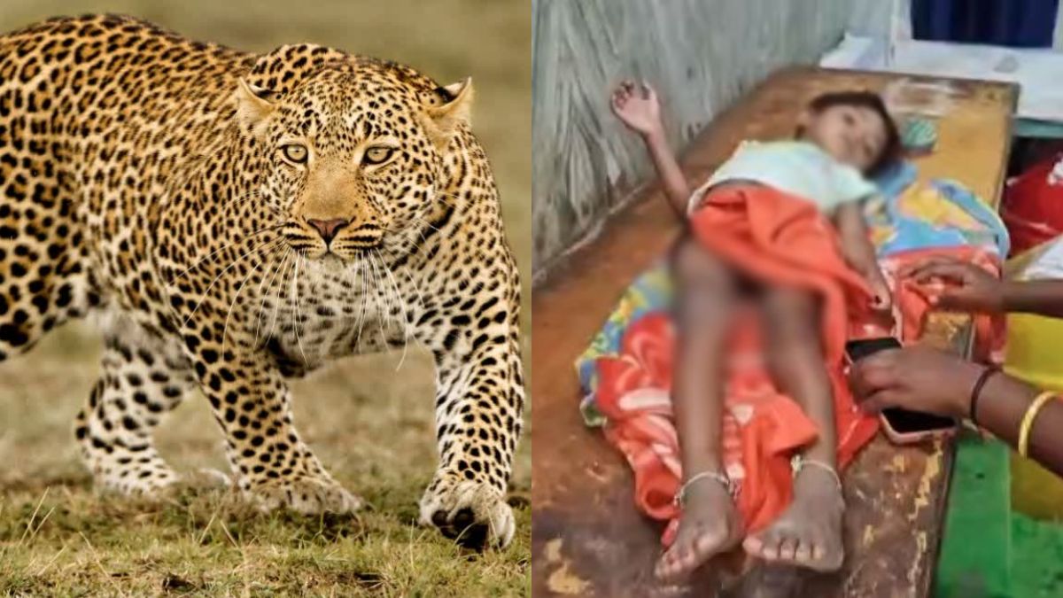 Leopard Attack : घर के बाहर खेल रही 3 साल की बच्ची पर तेंदुए ने किया हमला, मां और ग्रामीणों की सतर्कता से बची जान