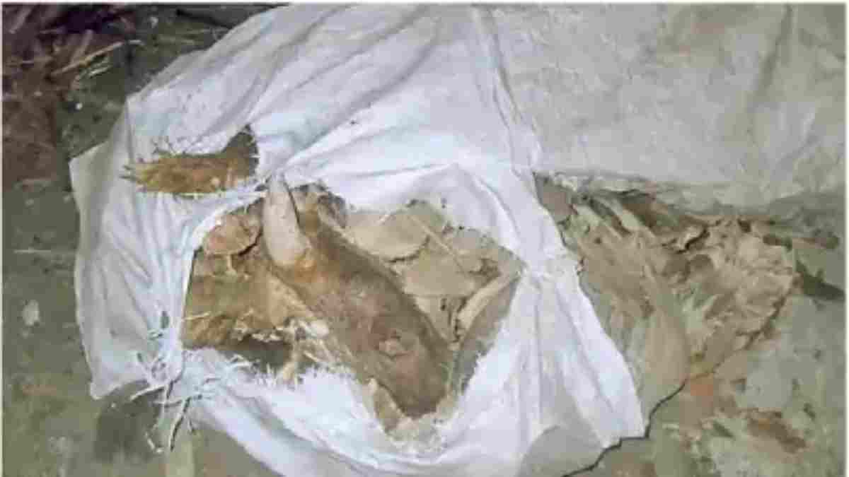 बोरियों में मिली मवेशियों की हड्डियां और कटा गौवंश का सिर: अवैध कत्लखाने की आशंका, CCTV खंगाल रही पुलिस 