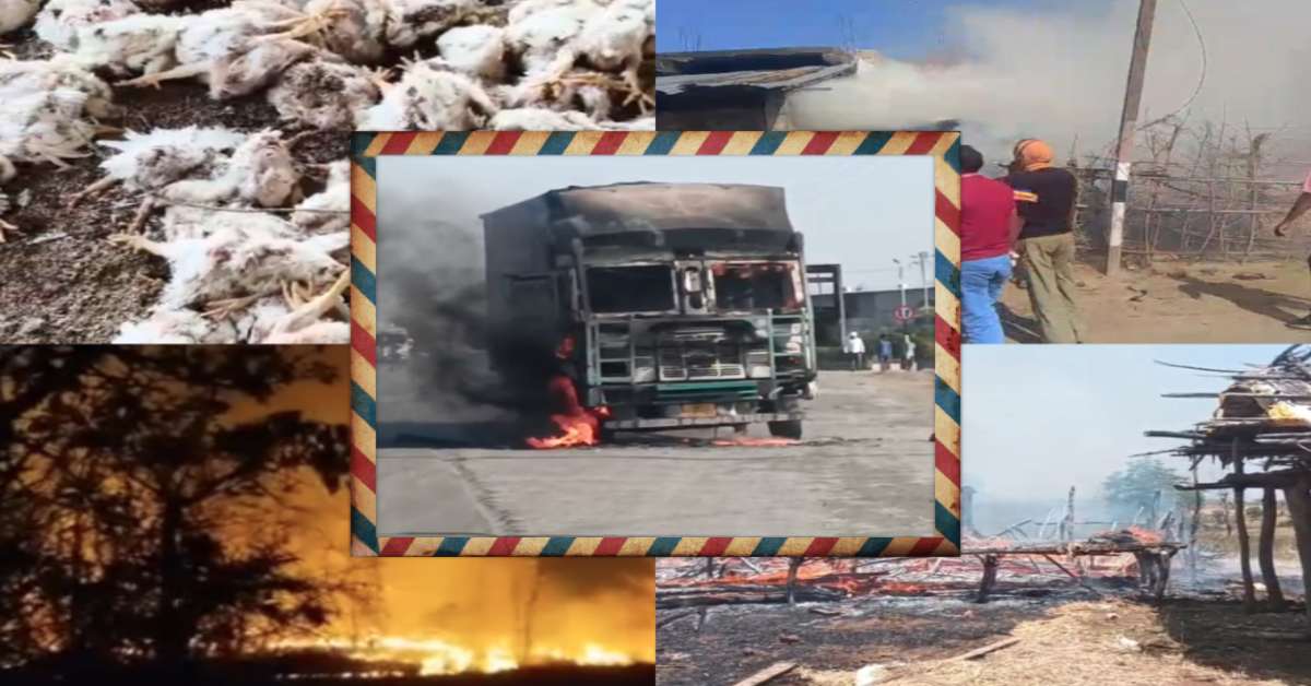 MP में आग ने मचाया तांडव: बैतूल में 6 हजार से ज्यादा मुर्गियां झुलसी-4 मवेशी जिंदा जले, धार में कपड़ों से भरे कंटेनर में भड़की चिंगारी, सिंगरौली में बड़ा हादसा टला, सीहोर में सैकड़ों पेड़ जलकर राख
