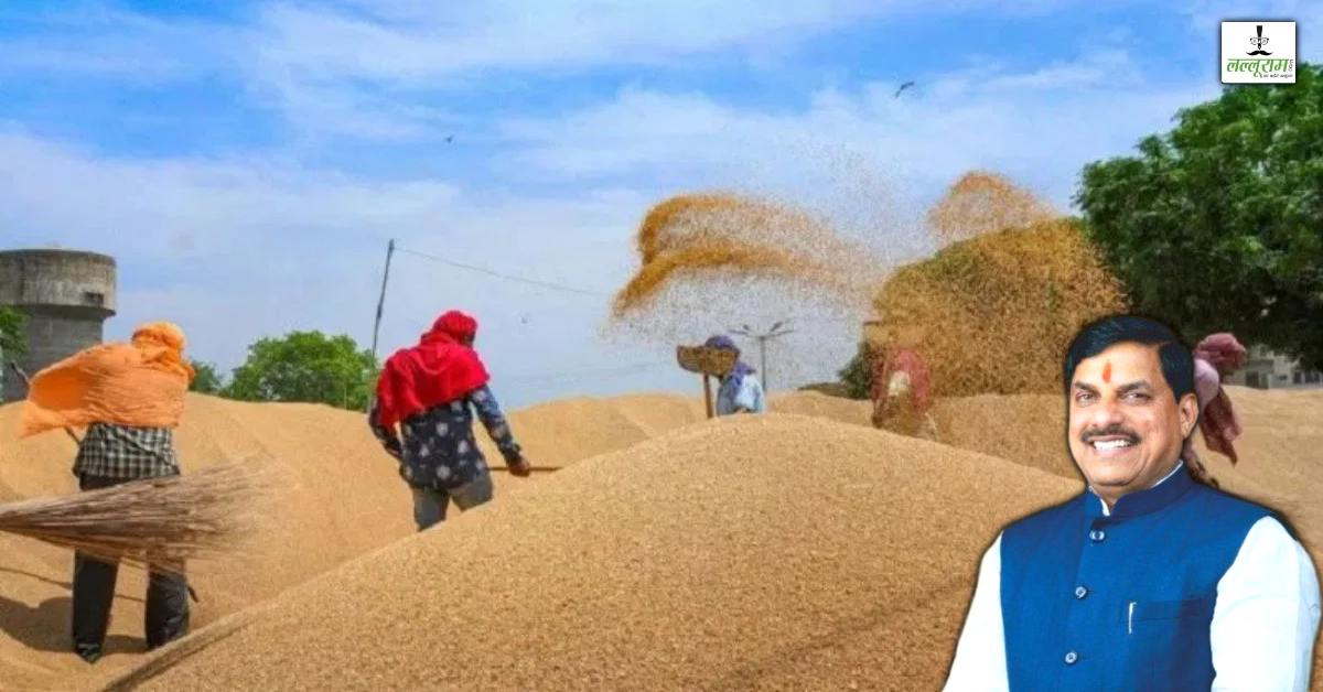 गेहूं खरीदी का बढ़ेगा कोटा! MP सरकार ने केंद्र से की मांग, 78 लाख मीट्रिक टन का रखा है लक्ष्य