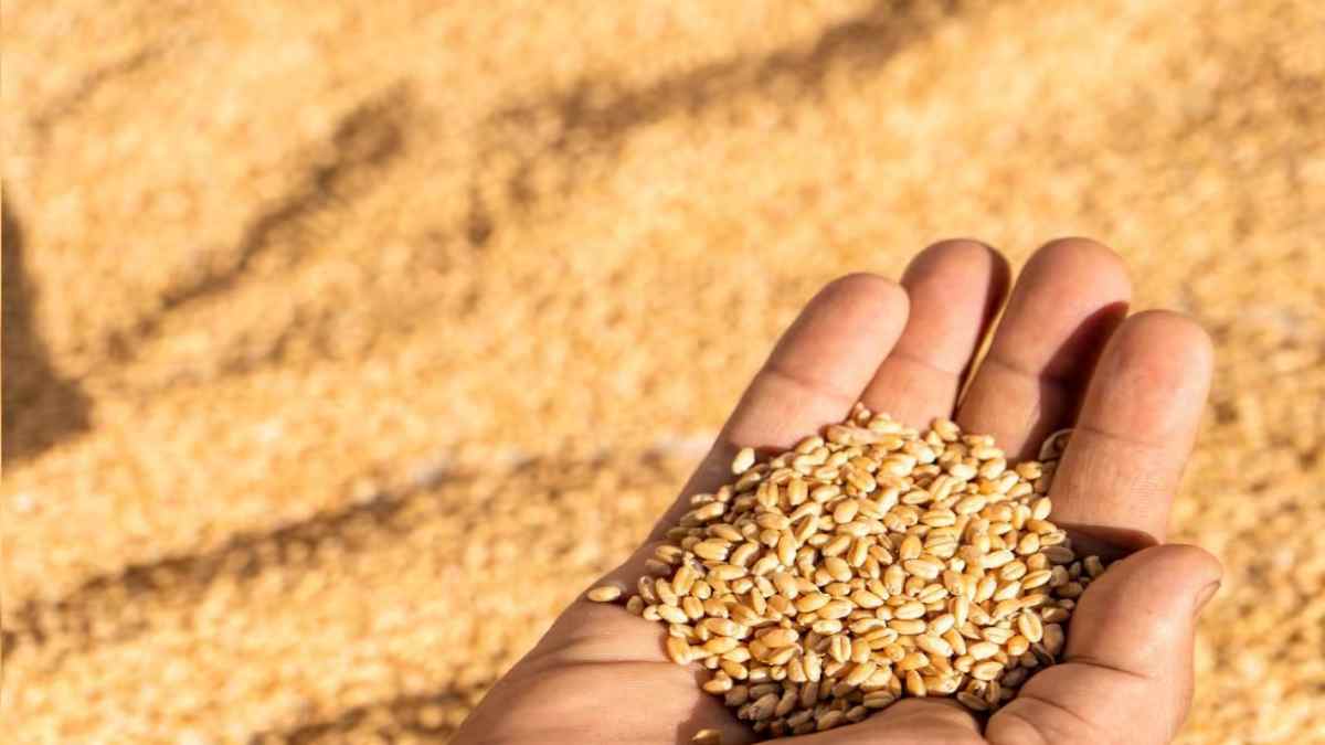 समर्थन मूल्य पर गेहूं उपार्जन: इन संभागों में 10 अप्रैल से होगी शुरुआत, बारदाने की समस्या का हुआ समाधान