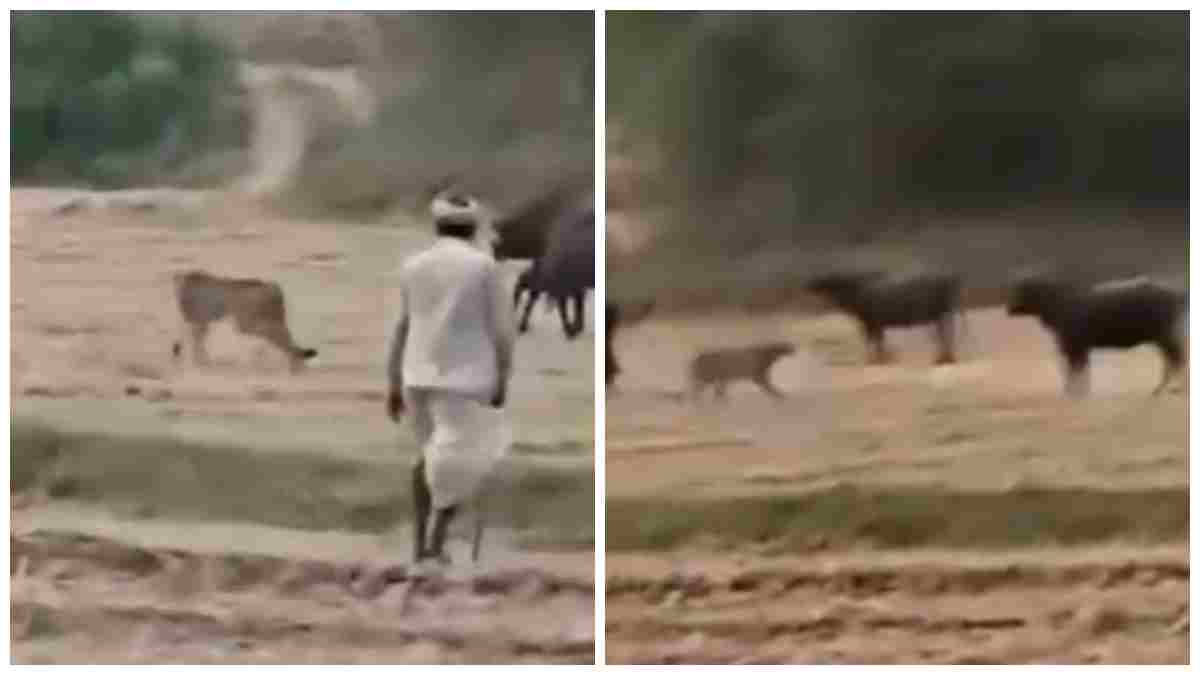 कूनो के चीतों की मुरैना में दस्तक: खेतों में भैंसों के बीच पहुंचे, ग्रामीणों ने लाठियों से खदेड़ा, Video वायरल 