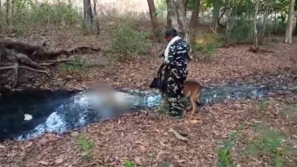 ‘कान्हा’ में बाघों की रहस्यमयी मौतें: शावक का शव मिलने से हड़कंप, देखें डराने वाले आंकड़े