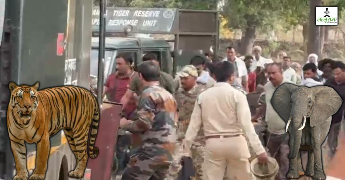 घेराबंदी-हाथी और टीमवर्क से पकड़ाया बाघ: पन्ना में 11 घंटे चला रेस्क्यू ऑपरेशन, ट्रेंकुलाइज कर सुरक्षित ठिकाने पर भेजा
