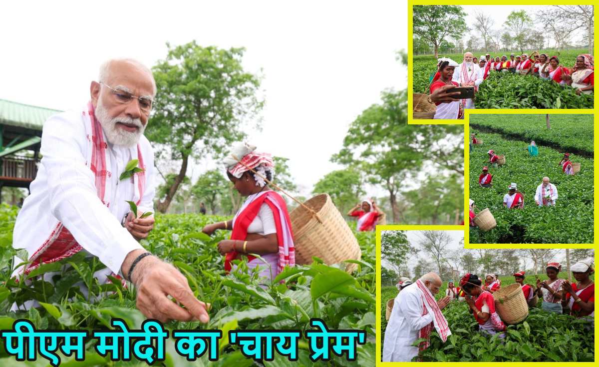 चाय के बागान में पीएम मोदीः सुबह-सुबह बागान में पहुंचकर महिलाओं के साथ मिलकर तोड़ी चाय की पत्तियां, देखें शानदार तस्वीरें