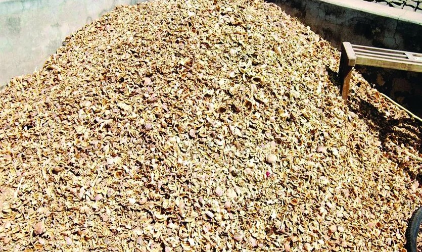 Rajasthan News: नारकोटिक्स ब्यूरो का बड़ा एक्शन: 938 किलो डोडा चूरा जब्त, 3 तस्कर गिरफ्तार