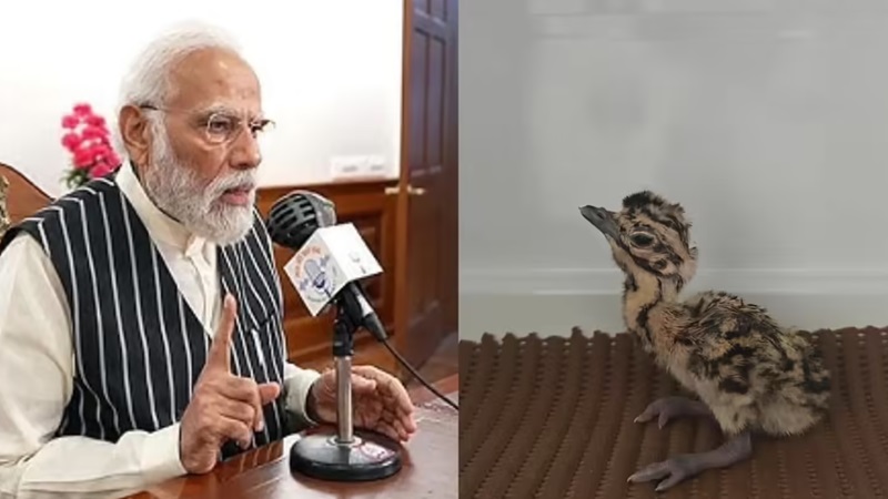 Godawan Chick Missing: प्रधानमंत्री ने जिसकी तारीफ की, वही चूजा Z+ सुरक्षा के बीच से हुआ गायब