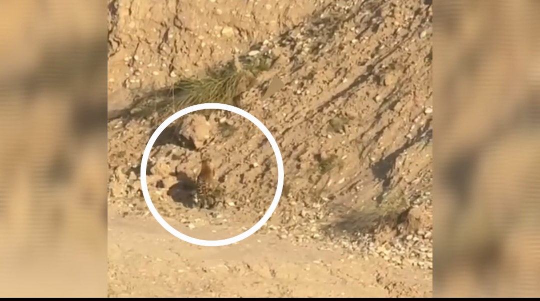 मांडेवाला में शिकार लेकर पहाड़ी चढ़ते तेंदुए का वीडियो वायरल, रिहायशी इलाके में दहशत