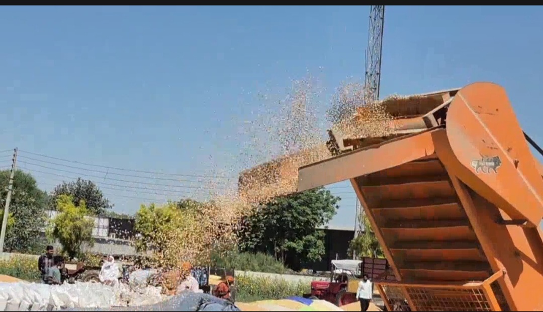 हरियाणा की मंडियों में पोर्टल की तकनीकी समस्या दूर, सुचारू रूप से शुरू हुई गेहूं की सरकारी खरीद