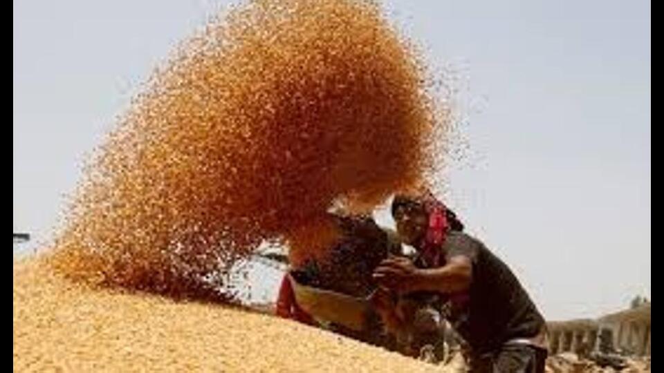 पंजाब के किसानों को बड़ी राहत: केंद्र ने गेहूं खरीद नियमों में दी ढील, 70% तक बदरंग दाने भी MSP पर खरीदे जाएंगे