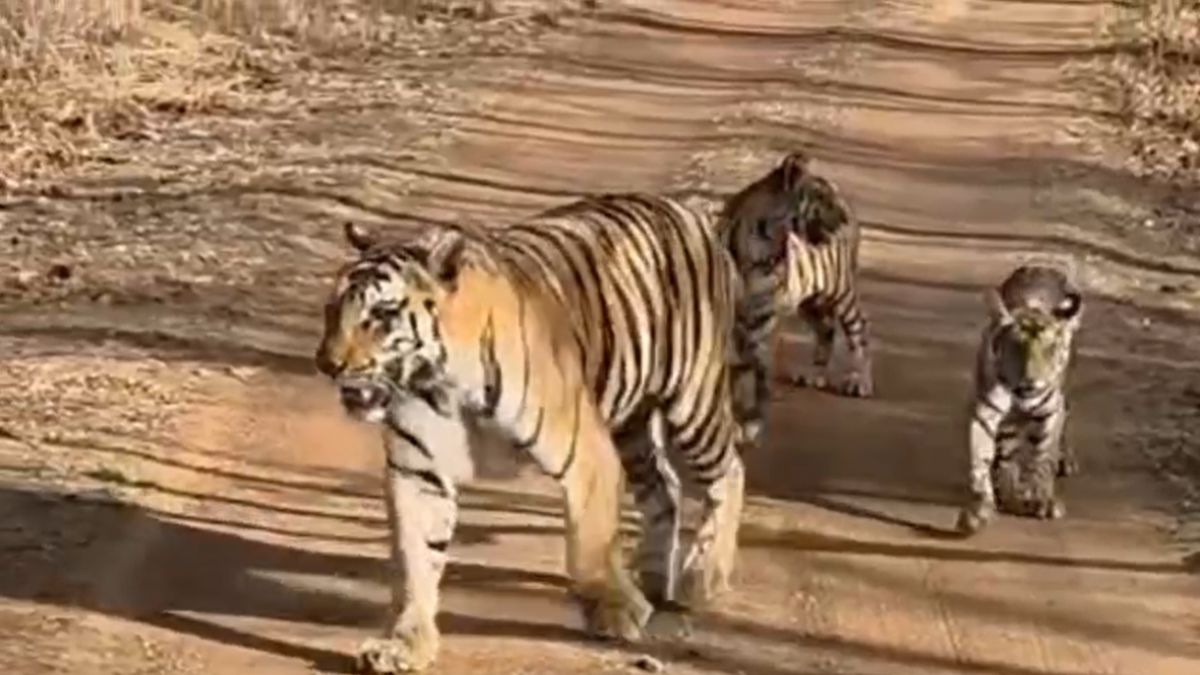 पन्ना टाइगर रिजर्व में ‘टाइगर शो’: बाघिन P-142 के साथ नन्हे शावकों की मस्ती देख रोमांचित हुए पर्यटक