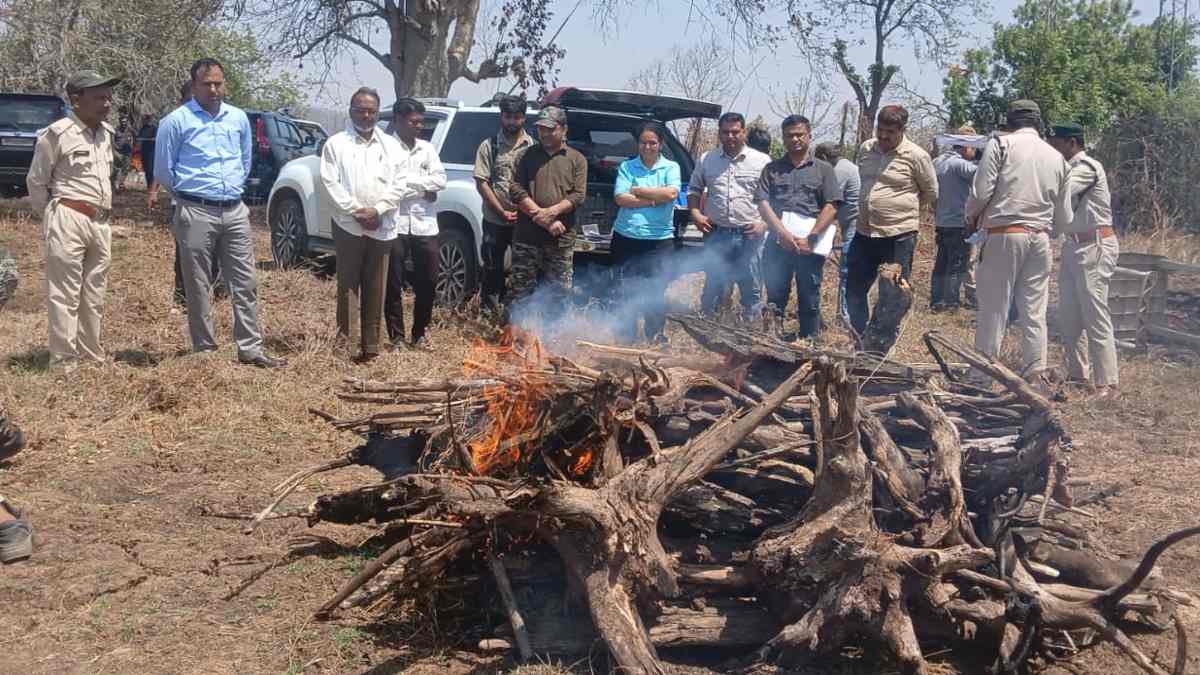 सतपुड़ा टाइगर रिजर्व में फिर गूंजी बाघों की दहाड़ः आपसी संघर्ष में 4 माह के शावक की मौत, वन्यजीव प्रेमियों में चिंता