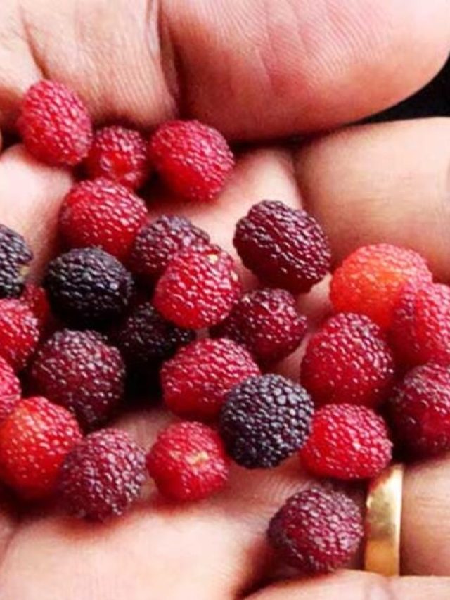 नेपाल के जंगलों में मिलते हैं ये 5 जादुई फल, फायदे जानकर रह जाएंगे हैरान