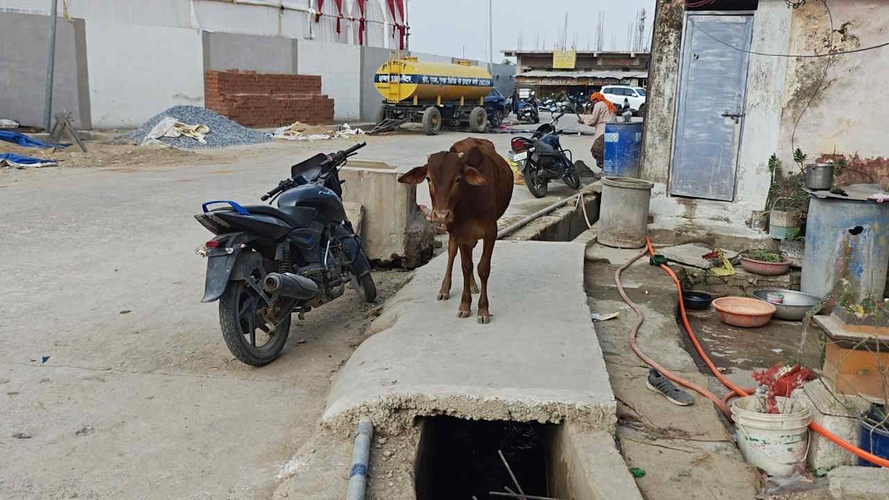 खुली नालियां दे रही हादसों को न्योता, इंसानों के साथ जानवरों के लिए भी साबित हो रही जानलेवा…