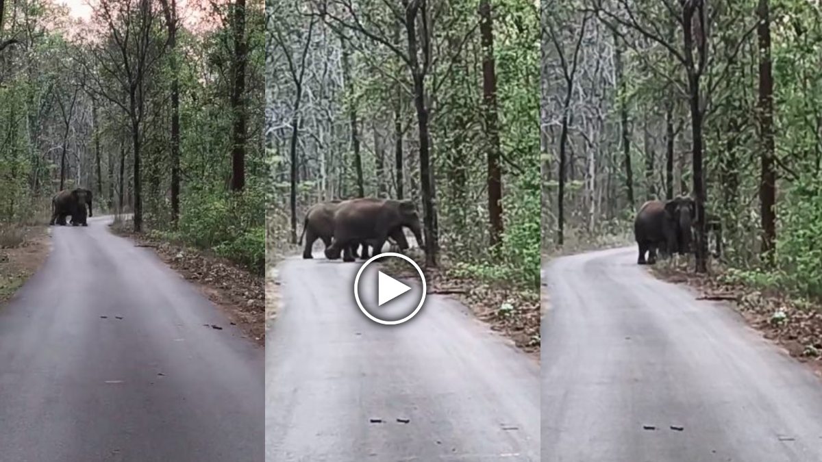 इंसान और हाथी के बीच अनोखा तालमेल : हाथी मित्र दल ने सड़क पर आए हाथियों को सुरक्षित जंगल पहुंचाया, देखें Video …