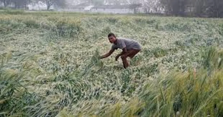 इंद्री में बेमौसम बारिश और ओलावृष्टि से किसानों की फसल बर्बाद, सरकार से लगाई मुआवजे की गुहार