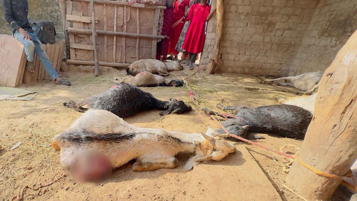 17 बकरे-बकरियों की संदिग्ध मौत, आजीविका का सहारा रहे जानवरों की मौत से सदमे में गरीब परिवार…
