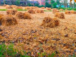 हरियाणा में फिर बदला मौसम का मिजाज : काले बादलों से किसानों की बढ़ी चिंता; बारिश का खतरा बरकरार