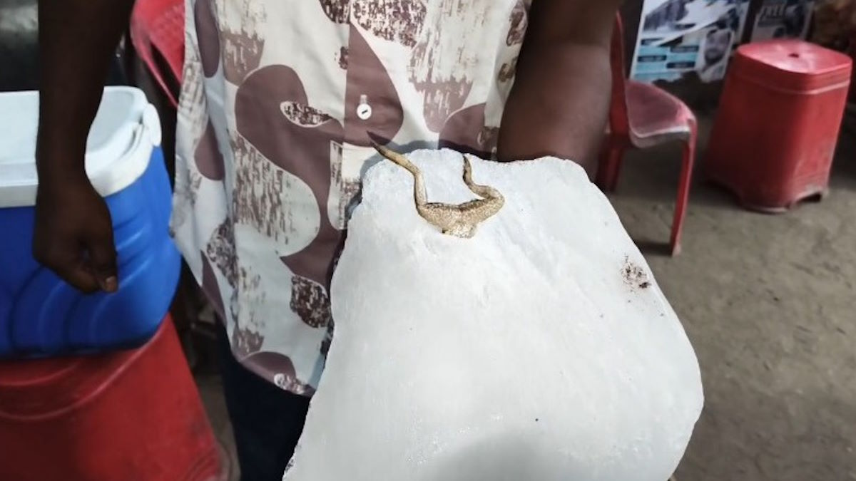 बर्फ के अंदर जमा मिला मेंढक, बर्फ डिपो वाले ने झाड़ा पल्ला, अब फैक्ट्री संचालक के खिलाफ की जा रही कार्रवाई की मांग…