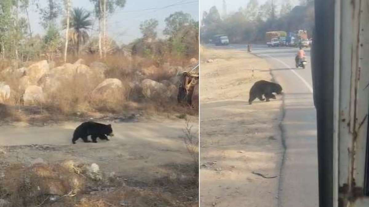 माकड़ी के पास नेशनल हाईवे पर आया भालू, गाड़ियों के थमे पहिए, देखें VIDEO…