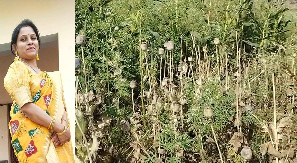 अफीम की खेती मामला : कृषि विस्तार अधिकारी का निलंबन बहाल, अब तक 7 लोगों की हो चुकी गिरफ्तारी