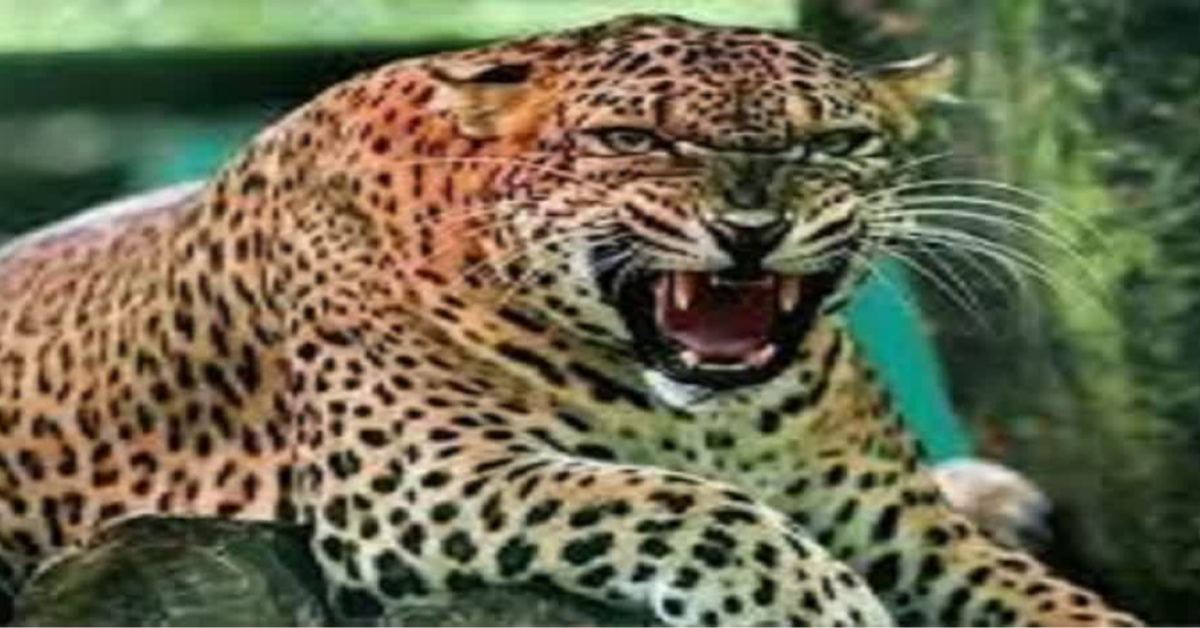 पौड़ी गढ़वाल में गुलदार का आतंक, छात्र-छात्राओं की सुरक्षा को देखते हुए स्कूलों में की गई छुट्टी