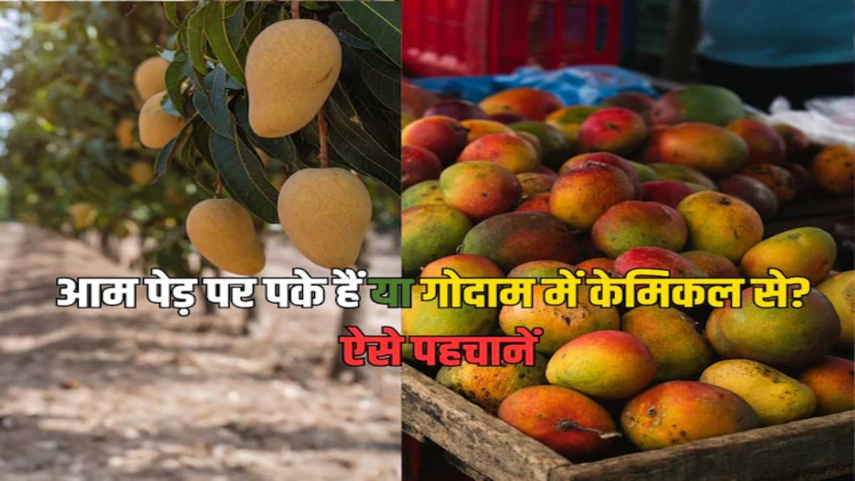 आ गया है आम का मौसम, ऐसे करें प्राकृतिक रूप से पके आम की पहचान …