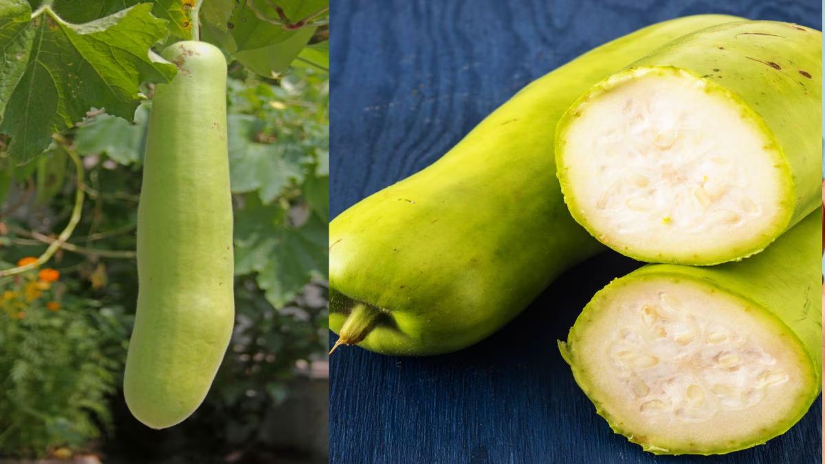 ये हैं लौकी की पहचान के आसान तरीके, ऐसे करें पहचान …