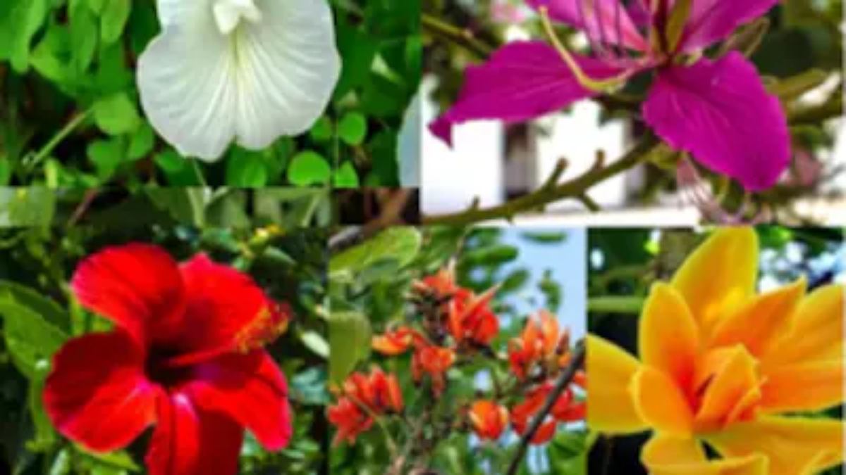 गर्मी में डल और ऑयली त्वचा से राहत दिलाएंगे ये पांच फूल, यहां जानें इस्तेमाल का तरीका …