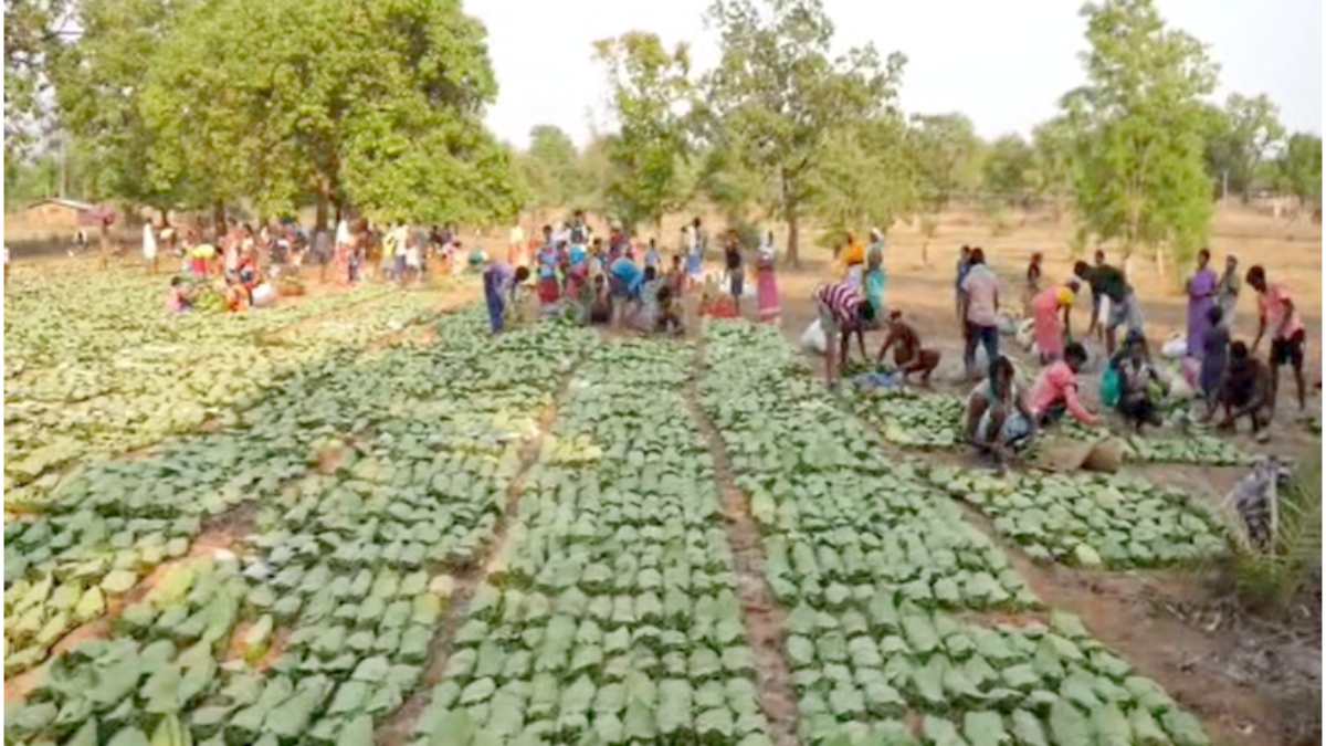 बस्तर का हरा सोना की रिकॉर्ड खरीदी की उम्मीद : 1300 से ज्यादा फड़ों में होगी तेंदूपत्ता खरीदी, हजारों परिवारों के घर पहुंचेगी खुशहाली