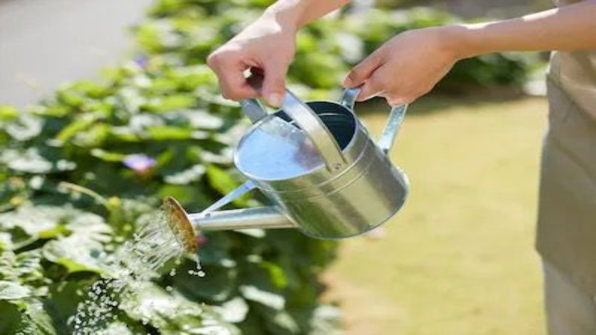 गर्मी के मौसम में पौधों को किस समय देना चाहिए पानी, आप भी रहते हैं कन्फ्यूज तो यहाँ जवाब जाने …