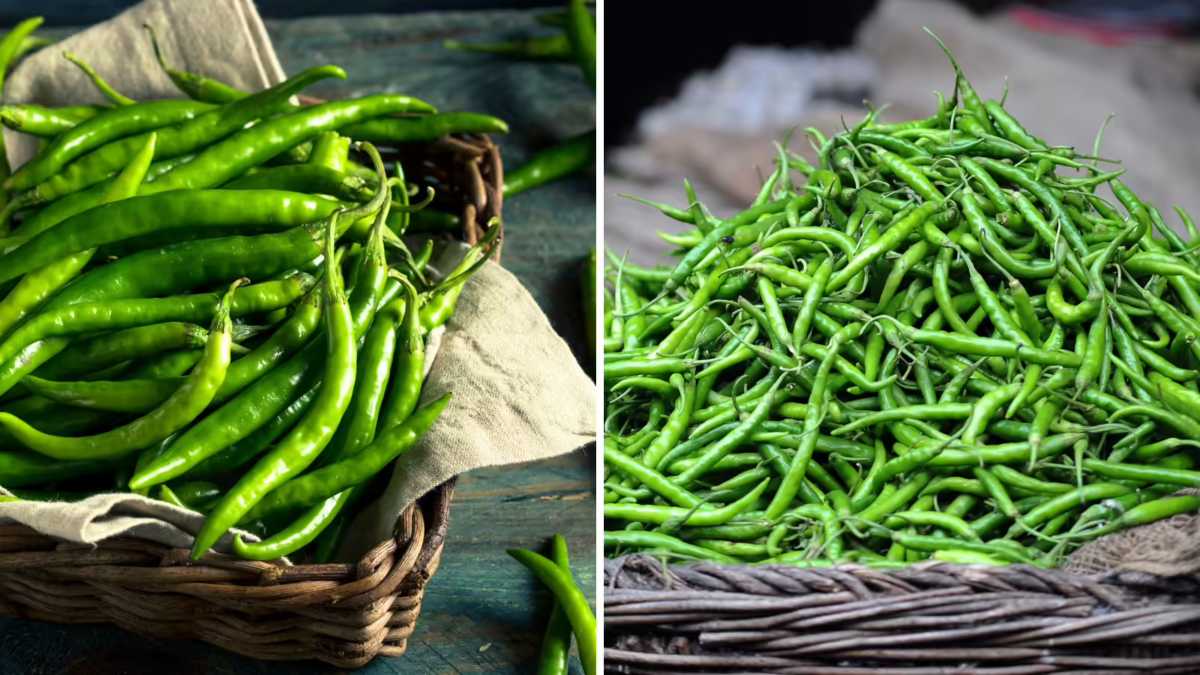 गर्मी में हरी मिर्च को लंबे समय तक ताजा रखने के आसान टिप्स, रोज-रोज खरीदने की झंझट होगी खत्म …
