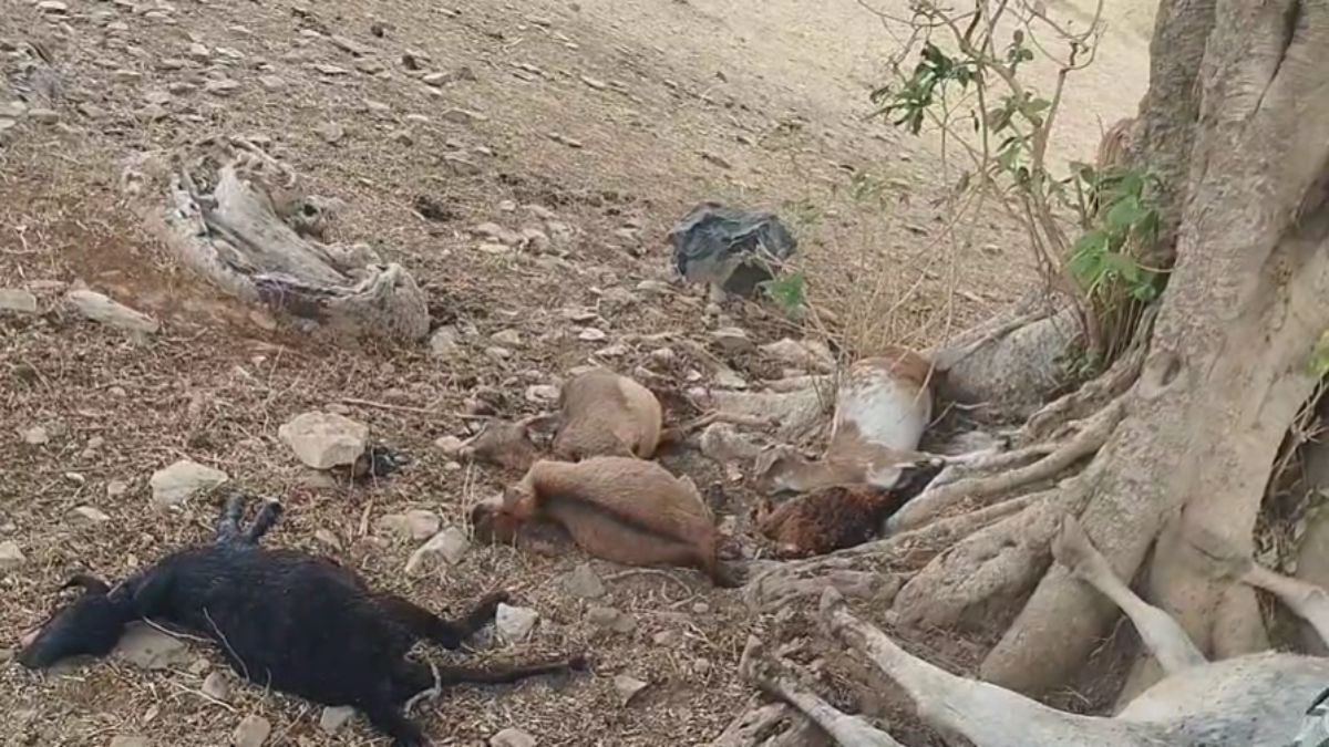 CG News : आकाशीय बिजली गिरने से 17 मवेशियों की मौत