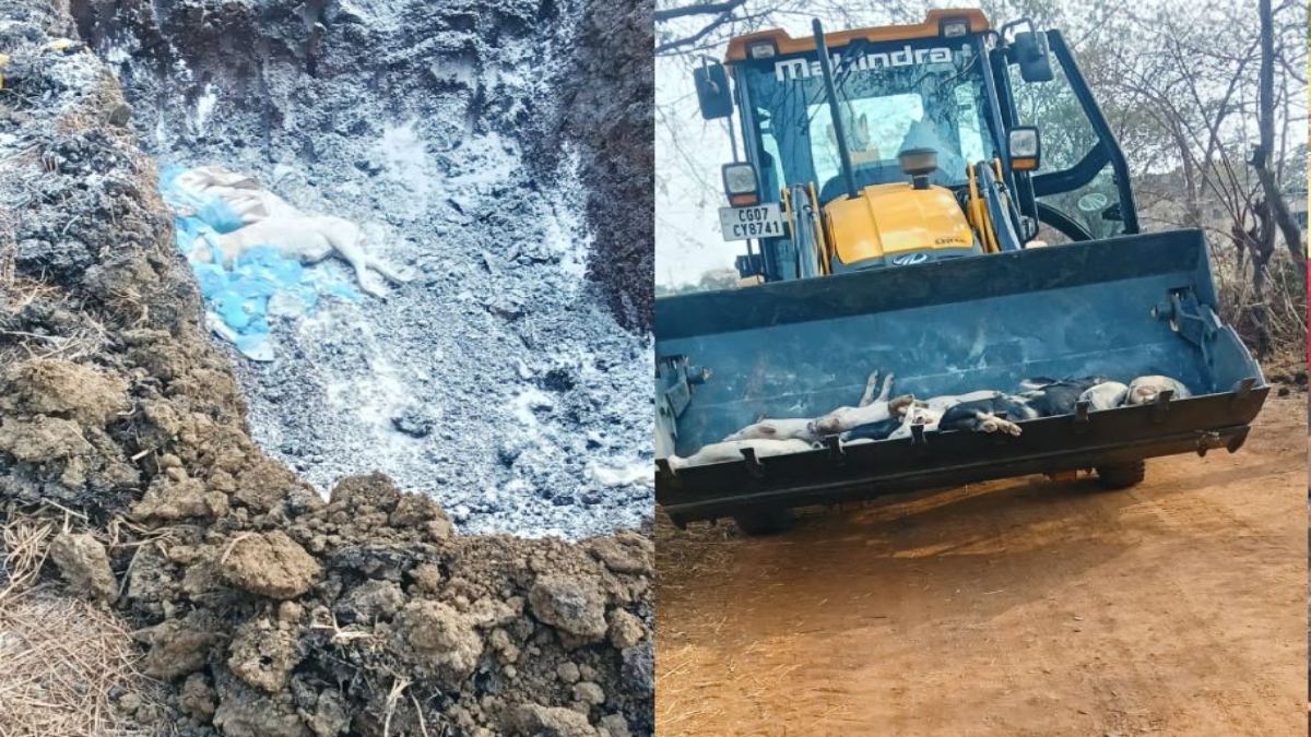 CG में अफ्रीकन स्वाइन फीवर से 200 सूअरों की मौत : रिपोर्ट पॉजिटिव आने पर फार्म सील, 150 सूअरों को इंजेक्शन देकर मारा, फिर दफनाया