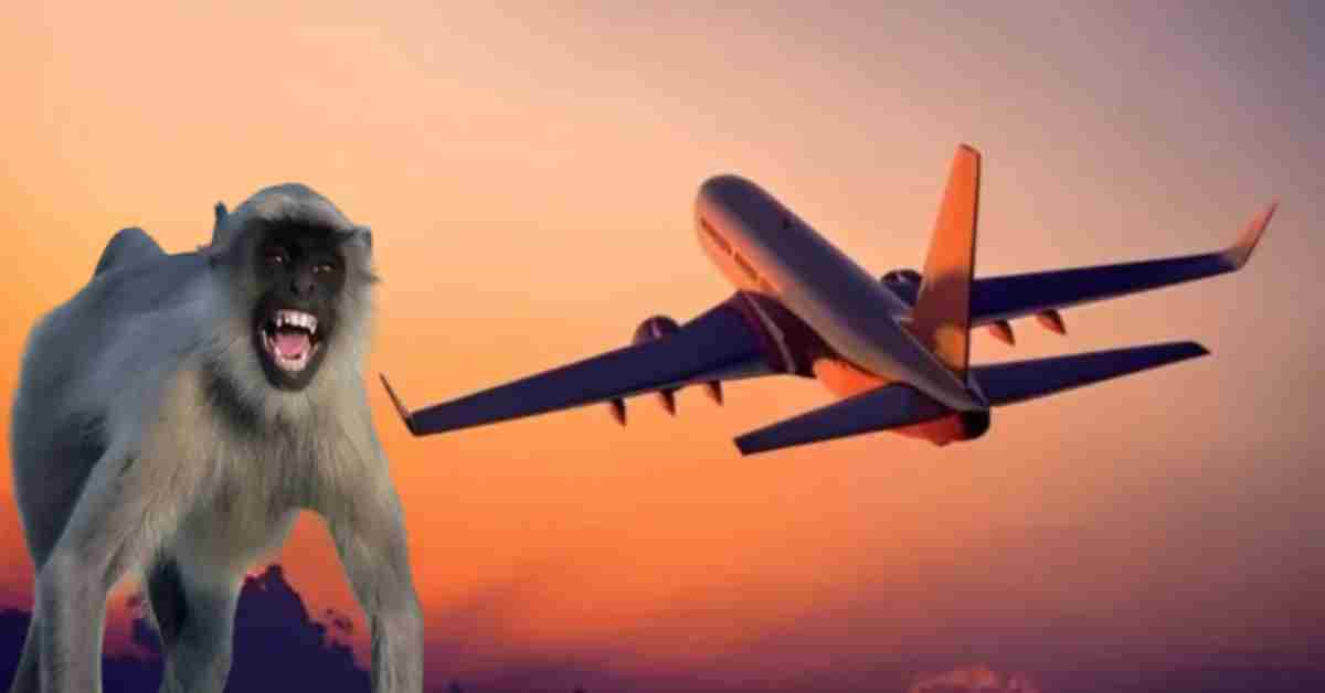 ‘मौत’ से सामना! लखनऊ-रायपुर फ्लाइट की लैंडिंग के दौरान हुआ कुछ ऐसा कि पायलट को लगाना पड़ा इमरजेंसी ब्रेक, यात्रियों की अटक गई सांसें