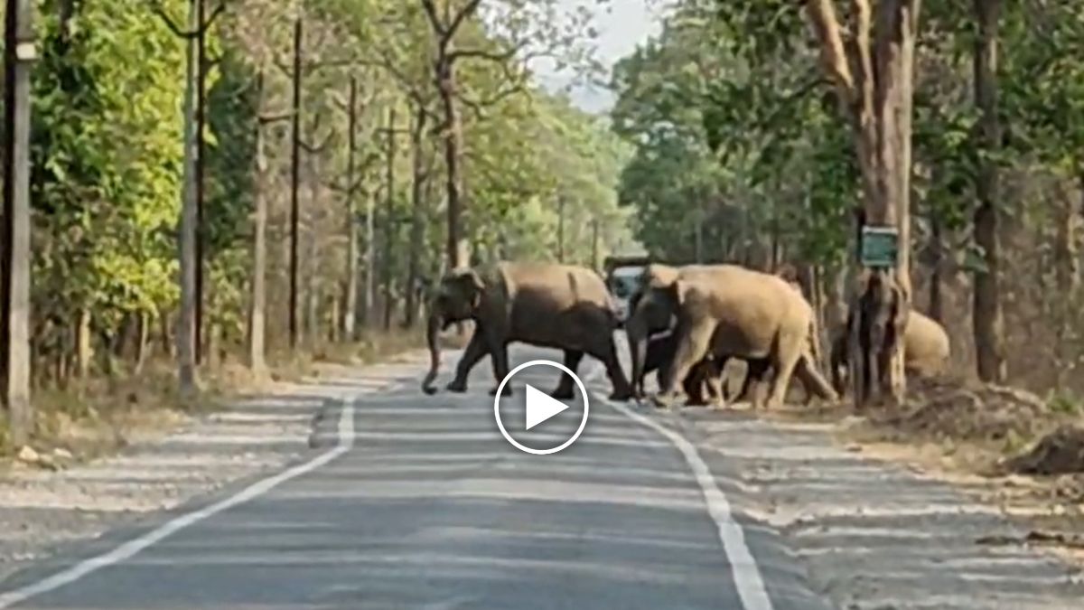 पानी की तलाश में गांवों में पहुंच रहा हाथियों का दल, किसानों की फसलों को कर रहे तबाह, दहशत में ग्रामीण