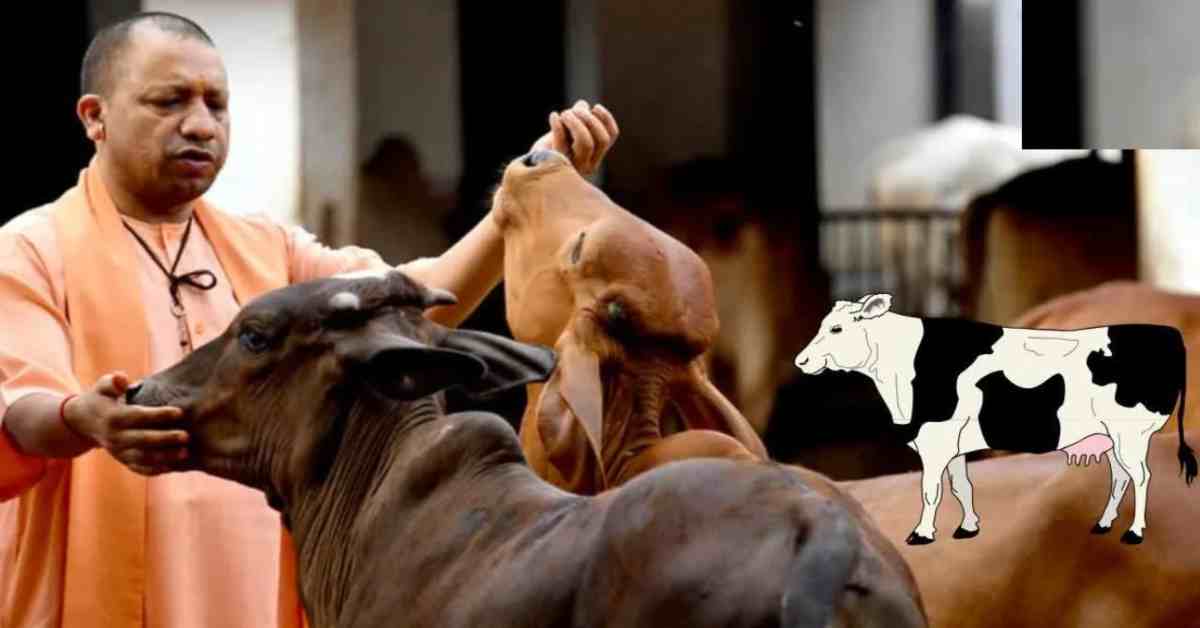 योगी सरकार में बढ़ा 40 फीसदी दुग्ध उत्पादन, देश में यूपी बना नंबर वन, ग्रामीण क्षेत्र की महिलाओं ने संभाली कमान