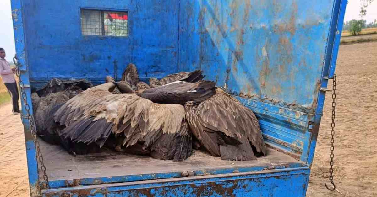 कुदरत पर जहर का वार… लखीमपुर में एक साथ 25 गिद्धों की मौत, जांच के लिए विसरा भेजा