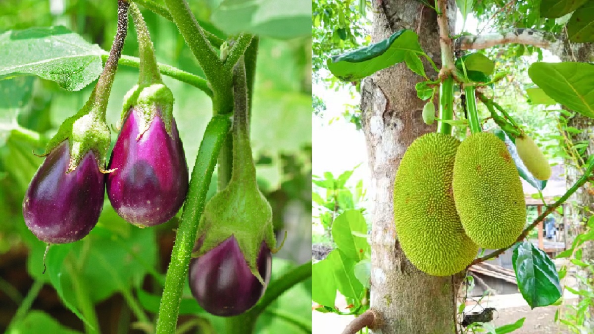 Bihar Crime: पहले बैंगन के लिए महिला की हत्या, अब कटहल चोरी के आरोप में युवक पर चाकू से हमला