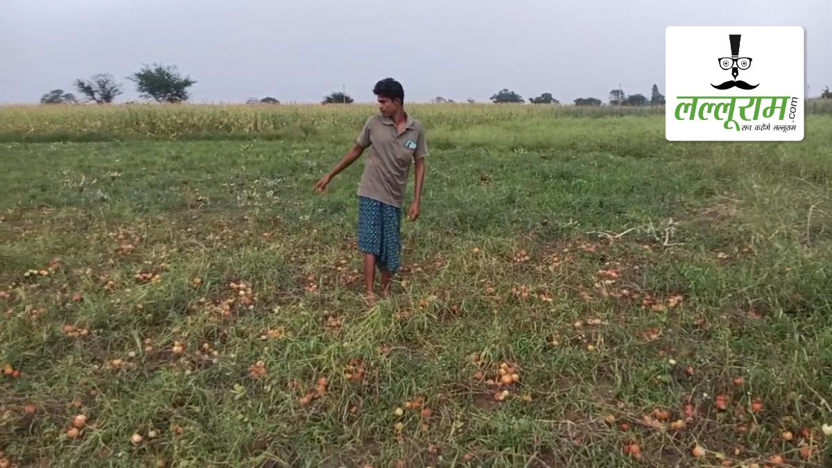 तेज बारिश और ओलावृष्टि से 50 एकड़ में लगी फसल बर्बाद: कर्ज में डूबे किसानों की बढ़ी चिंता, प्रशासन से लगाई गुहार