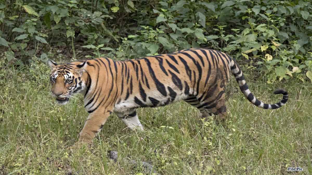 पेंच टाइगर रिजर्व में बाघ का हमला, युवक की ली जान, वन विभाग ने की लोगों से अपील