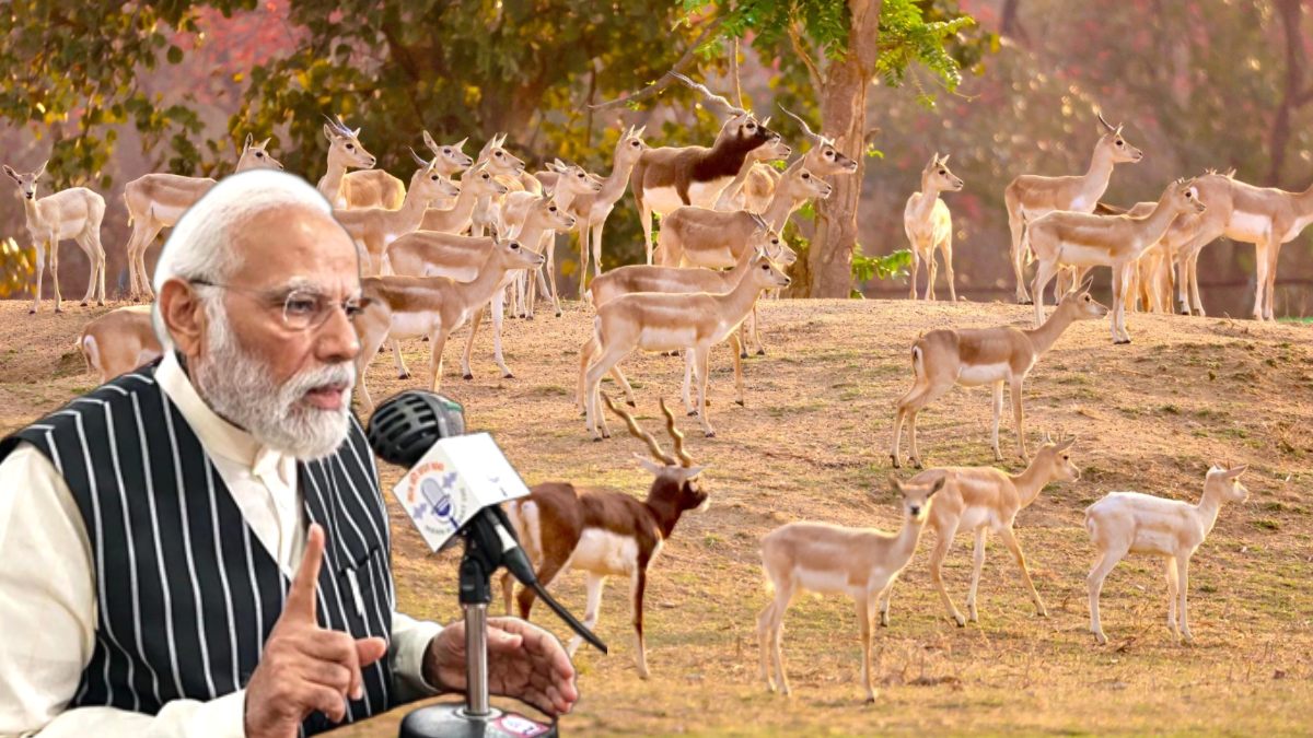 बारनवापारा अभयारण्य बना काले हिरण पुनरुद्धार की नई मिसाल, प्रधानमंत्री मोदी ने ‘मन की बात’ में की सराहना