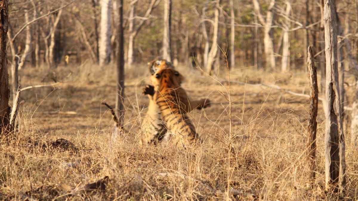 सतपुड़ा टाइगर रिजर्व में वर्चस्व की जंग: ‘शंकरा’ बाघ घायल, पर्यटकों ने कैमरे में कैद किया रोमांच