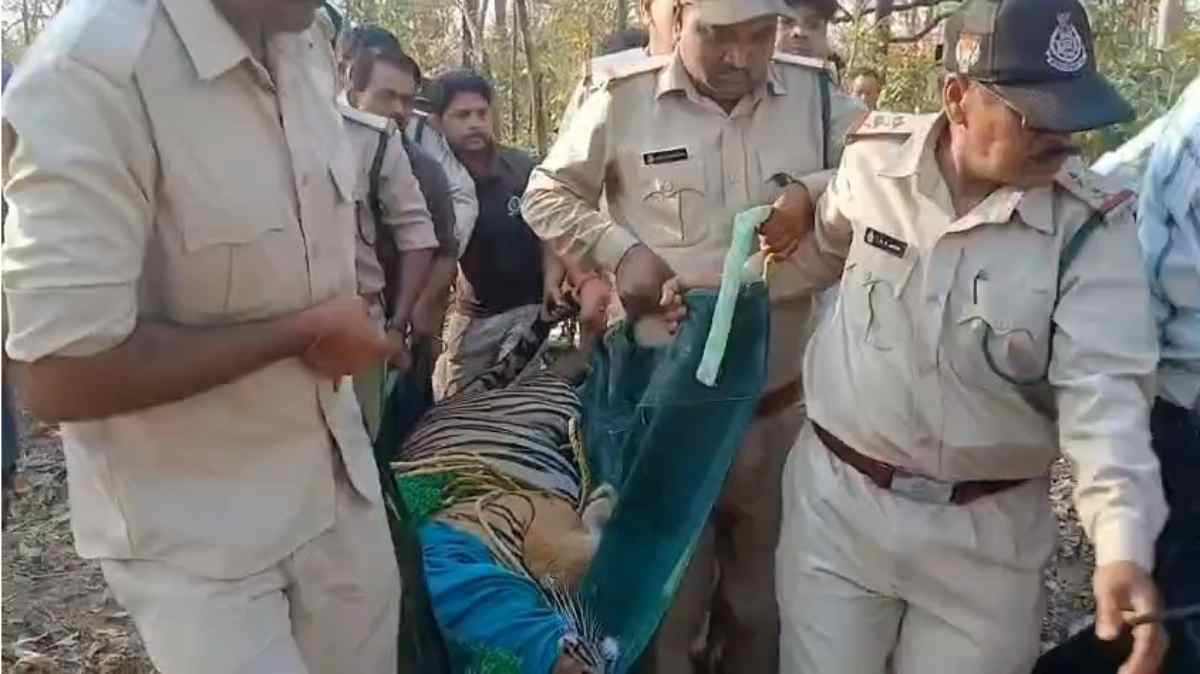 सतपुड़ा के टाइगर ने रहवासी इलाके में मचा रखी थी दहशत, वन विभाग ने किया रेस्क्यू