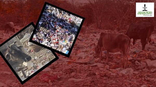 गौमाता की सुरक्षा के खोखले दावे: राष्ट्रमाता का दर्जा देने की मांग के बीच खतरे में जान, कचरा और बायो-वेस्ट बना गौवंश के लिए मौत का जाल