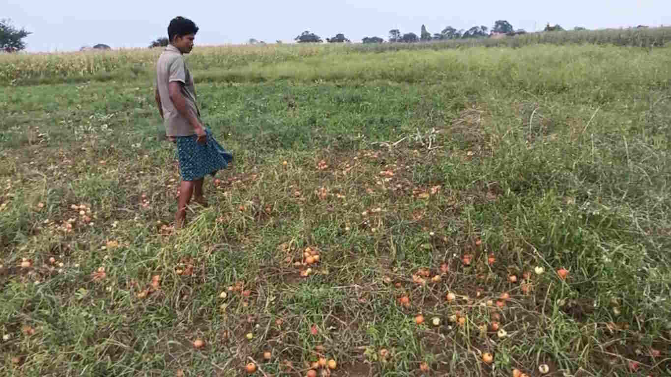 बस्तर में बदला मौसम का मिजाज, बारिश से तापमान 20 डिग्री तक गिरा, टमाटर और मक्के की फसल हो रही बर्बाद…