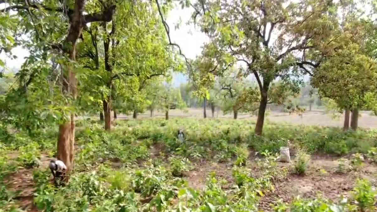 मौसम की मार! बस्तर में फिर बदलेगी आबोहवा, तेंदूपत्ता पर दोहरी चिंता…