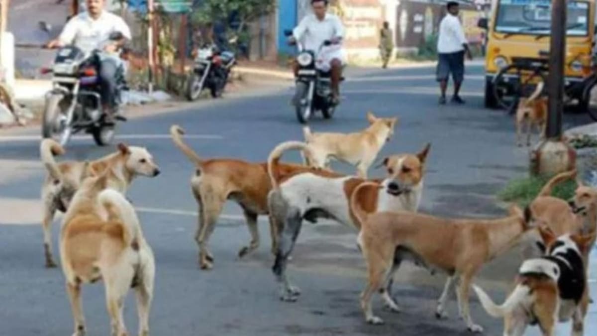 पटना में बढ़ा आवारा कुत्तों का आतंक, रोज 100 से ज्यादा लोग हो रहे शिकार